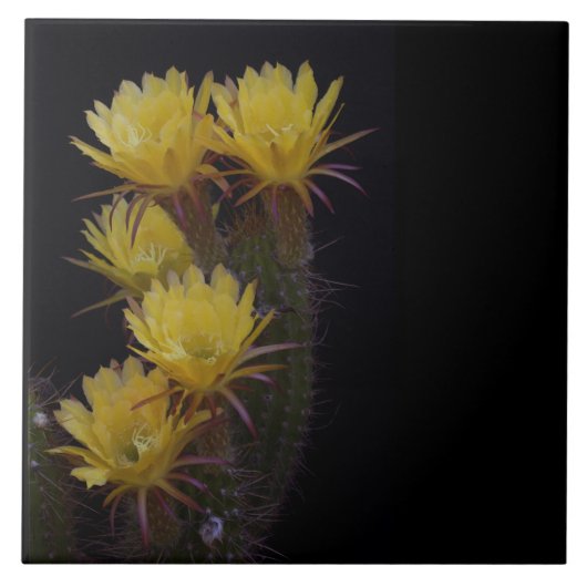 Carreau Quintuple de fleurs de cactus (Devant)