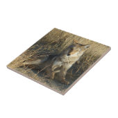 Carreau R15 Coyote Couché (Côté)