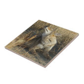 Carreau R17 Grattage de Coyote (Côté)