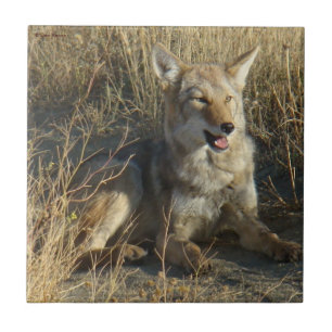 Carreau R18 Coyote Laying
