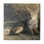 Carreau R19 Coyote Laying (Devant)