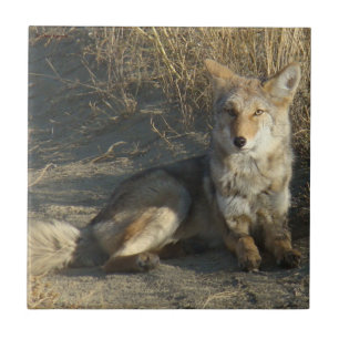 Carreau R19 Coyote Laying