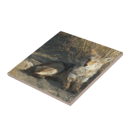 Carreau R19 Coyote Laying (Côté)