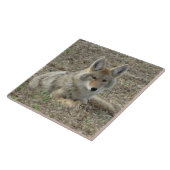 Carreau R22 Coyote Laying (Côté)