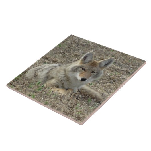 Carreau R22 Coyote Laying (Côté)