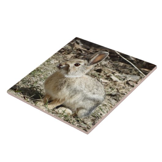 Carreau R24 Lapin à queue de coton (Côté)