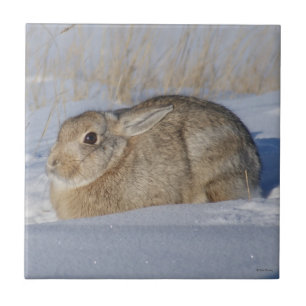 Carreau R5 Lapin de coton dans la neige