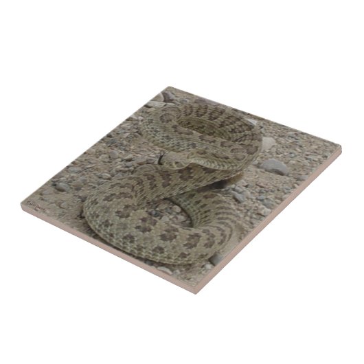 Carreau R9 Serpent à sonnette de prairie (Côté)