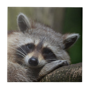 Carreau Raccoon