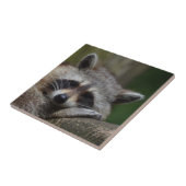 Carreau Raccoon (Côté)