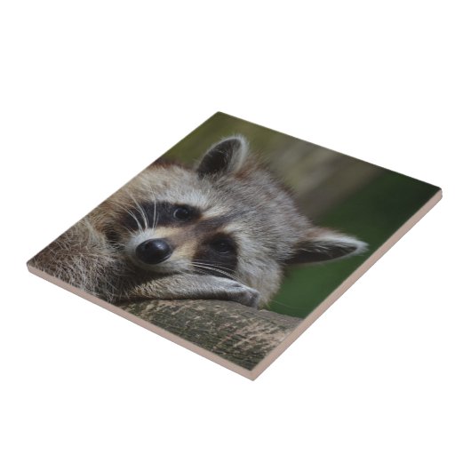 Carreau Raccoon (Côté)