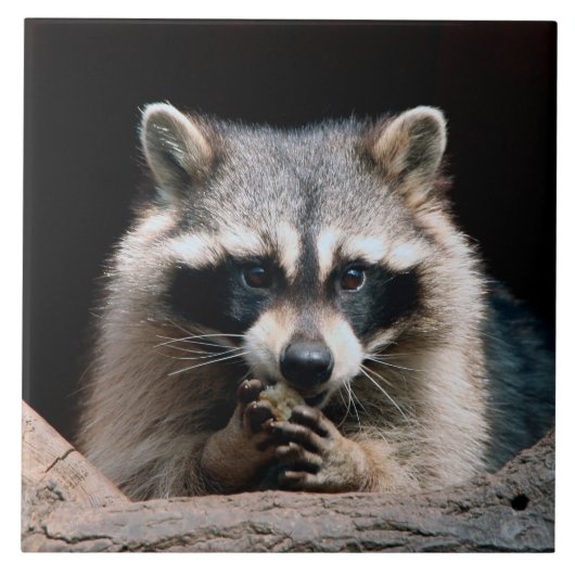 Carreau Raccoon 004 (Devant)