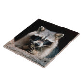 Carreau Raccoon 004 (Côté)