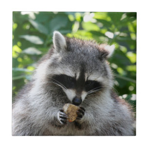 Carreau Raccoon 004