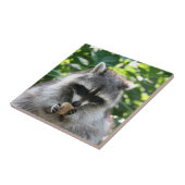 Carreau Raccoon 004 (Côté)