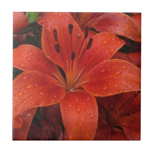 Carreau Raindrops sur une Lily (Devant)