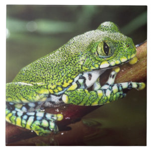 Carreau Rainette à gros yeux, Leptopelis vermiculatus,