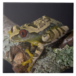 Carreau Rainette aux yeux rouges d'Afrique, Leptopelis