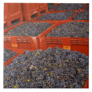 Carreau Raisins de Gamay tout juste cueillis lors de la ré