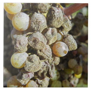 Carreau Raisins de Semillon avec pourriture noble. au mome