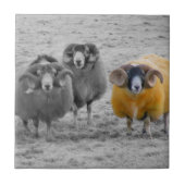 Carreau RAM écossaises (Devant)