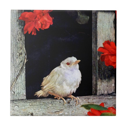 Carreau RARE albino bird (Devant)