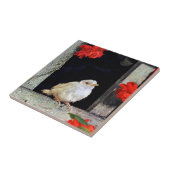 Carreau RARE albino bird (Côté)