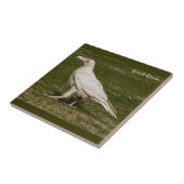 Carreau Rare White Raven Faune Photographie (Côté)