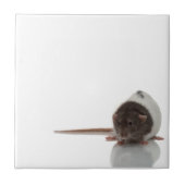 Carreau Rat (Devant)