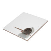 Carreau Rat (Côté)