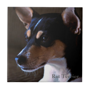 Carreau Rat terrier