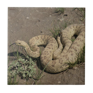 Carreau Rattlesnake des Prairies