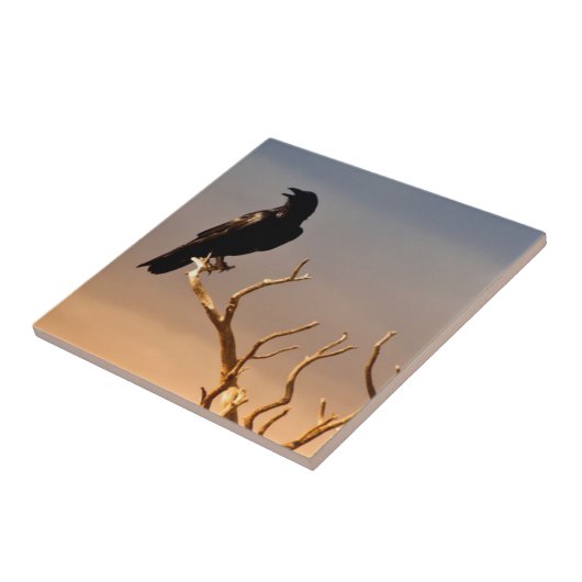 Carreau Raven sur les branches d'arbre ensoleillées, (Côté)