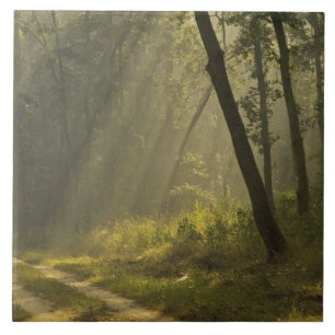 Carreau Rayons de lumière du matin à travers les arbres da