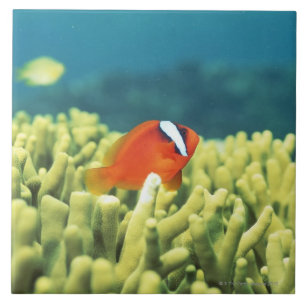 Carreau Récif coralien coulant avec les poissons tropicaux