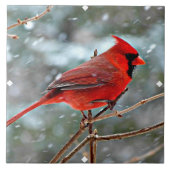 Carreau Red Cardinal (Devant)