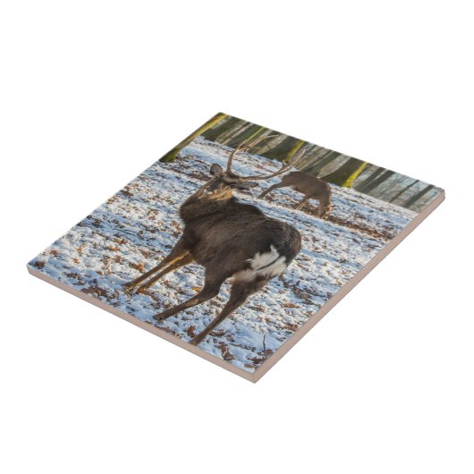 Carreau Red Deer en neige (Côté)