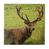 Carreau Red Deer Stag (Devant)