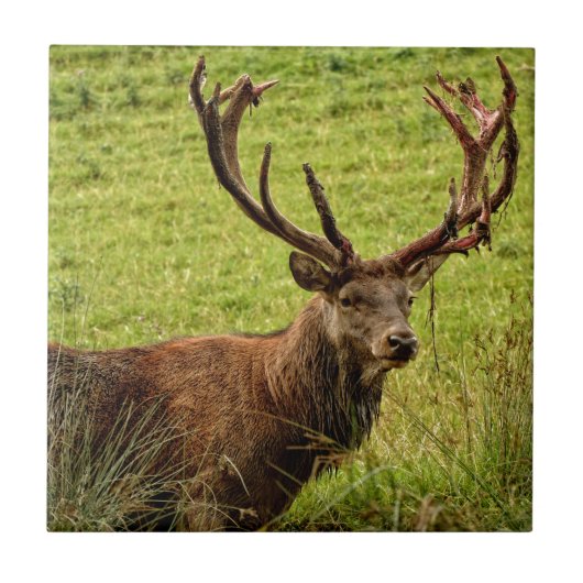 Carreau Red Deer Stag (Devant)