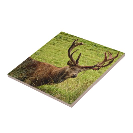 Carreau Red Deer Stag (Côté)