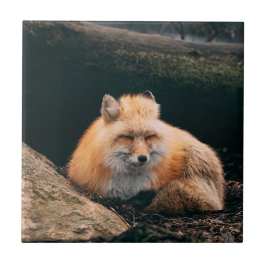 Carreau Red Fox dormant (Devant)