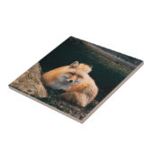 Carreau Red Fox dormant (Côté)