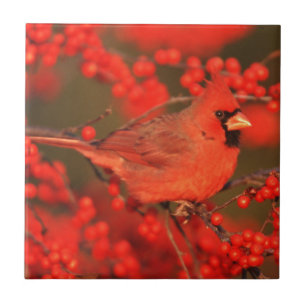Carreau Red Northern Cardinal