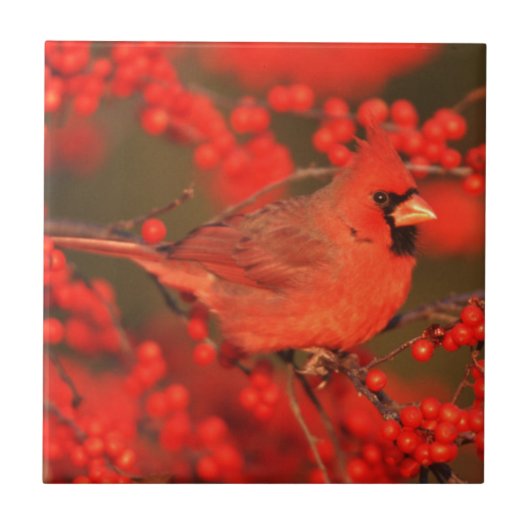 Carreau Red Northern Cardinal (Devant)