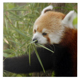 Carreau red-panda-031