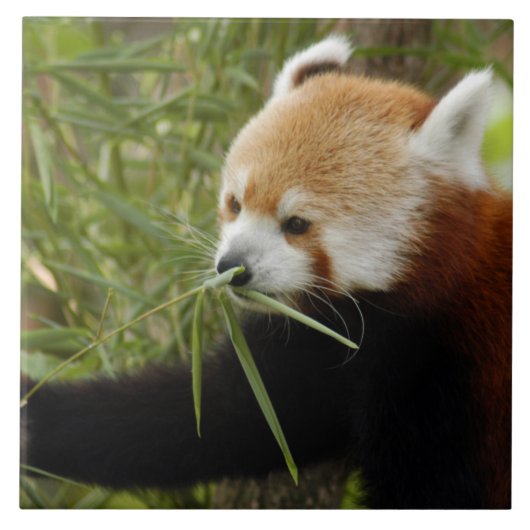 Carreau red-panda-031 (Devant)