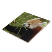 Carreau red-panda-031 (Côté)