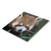 Carreau Red Panda, Zoo de Taronga, Sydney, Australie (Côté)