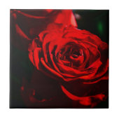 Carreau Red Rose Close Up (Devant)