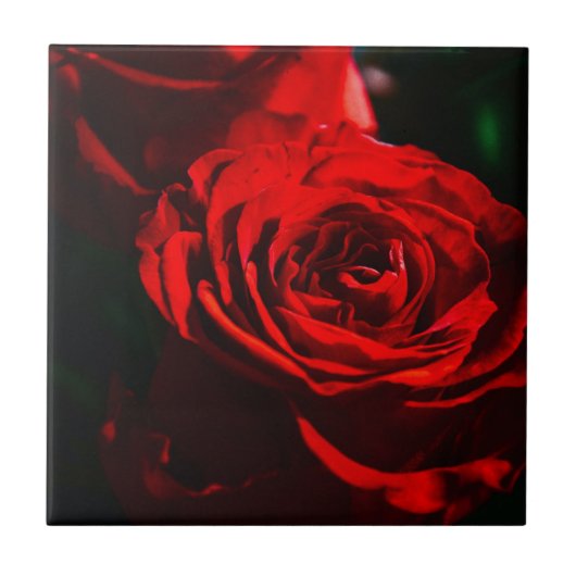 Carreau Red Rose Close Up (Devant)